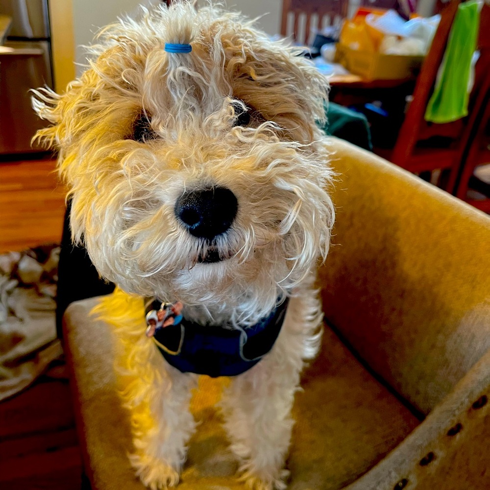 Meet your Posher, Lee